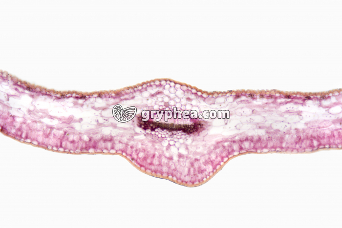 Feuille de Sapin CT x25 - gryphea.org